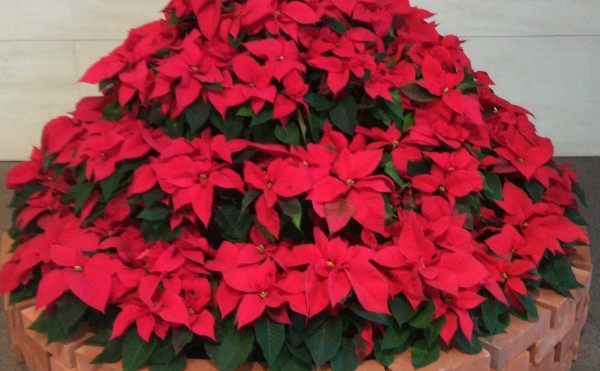 クリスマス仕様・・・