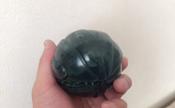 昆虫が苦手な方は閲覧注意！