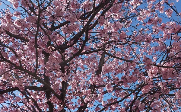 桜開花・・・