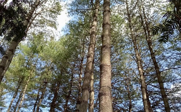 初めて使いました！